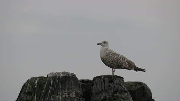 Seagull on mooring posts 