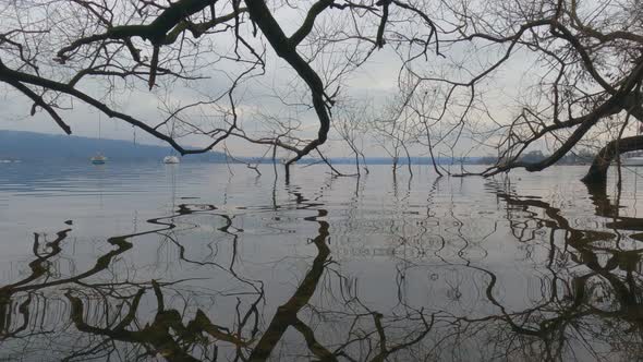 Incredible reflections of tree branches immersed in lake water surface. Low-angle panning alt