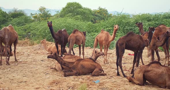 Camels at Pushkar Mela Camel Fair Festival in Field Eating Chewing alt