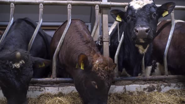 Norwegian Red Oxen Eating Hay In Cow Shed. close up, static alt