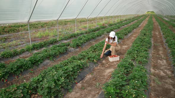 Young Woman Picking Fresh Ripe Strawberries alt