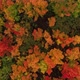 Autumn Trees - VideoHive Item for Sale