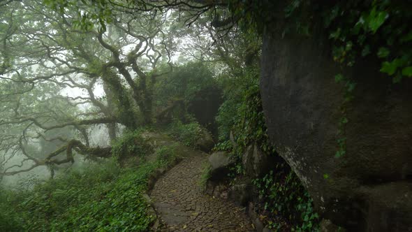 Old Trees Covered with Moss in Pena Park and Stone Path alt