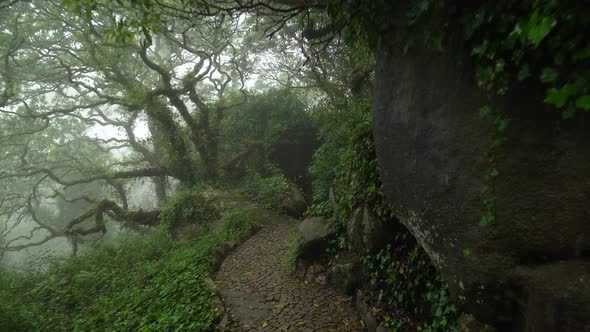 Old Trees Covered with Moss in Pena Park and Stone Path