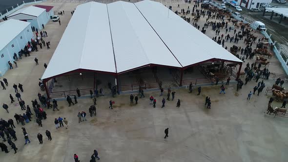 Cattle Market Aerial View 2