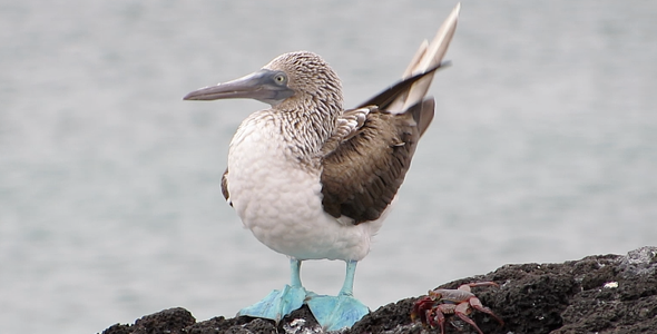 Blue Foot Booby