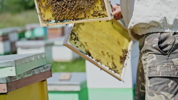Frames of a bee hive. Beekeeper harvesting honey. Working bees on honey cells. alt