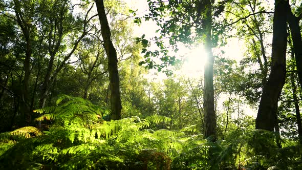 Summer forest at sunrise