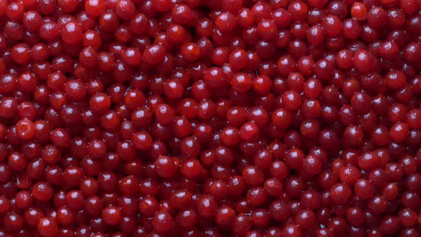 Harvest the red viburnum or guelder rose, texture red berries on background alt