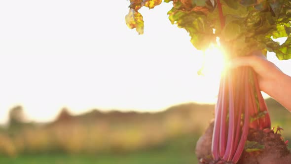 Bunch of Fresh Vegetables in the Hand on a Green Field Background alt