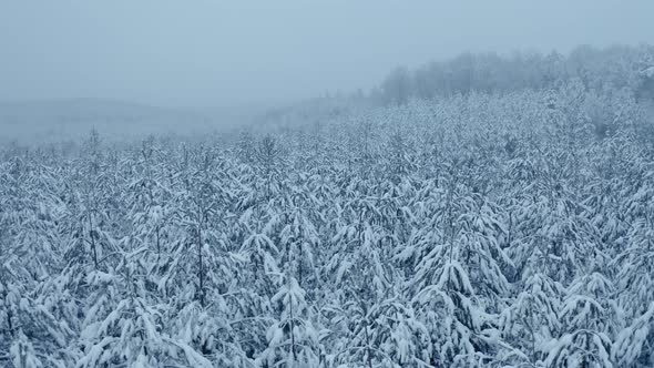 Snow Covered Trees in the Forest with Fog Winter Footage From Aerial Eye View alt