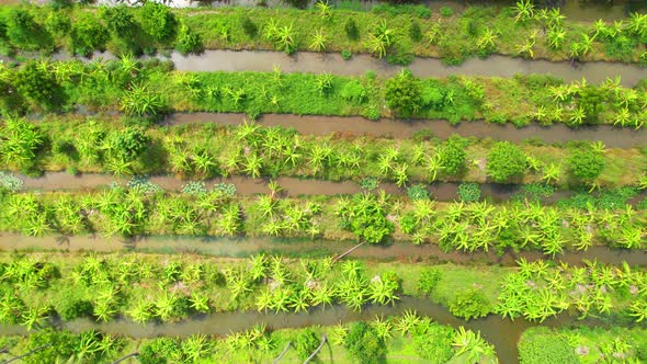 An aerial view over banana and durian plantations alt