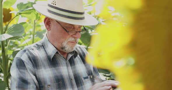Senior Farmer in Glasses and Hat Using Tablet When Examining Sunflower's Bloom alt