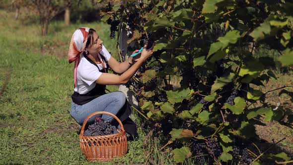 Woman Cutting Grape with Scissors