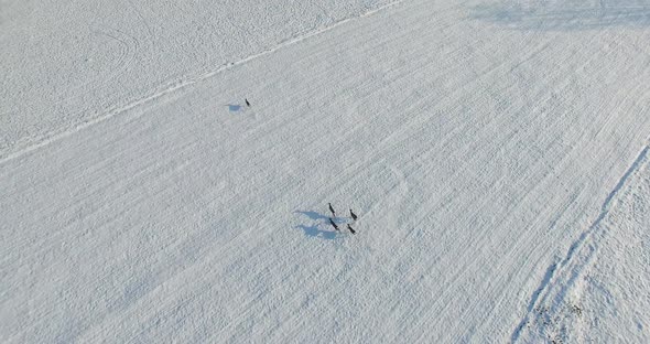Aerial shot of Young roe deer running through snow in the winter alt
