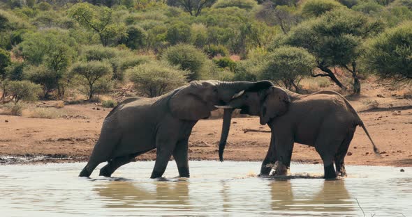 Elephants Drinking from Watering Hole alt