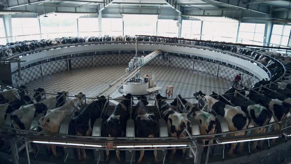 Modern Milking Process with Big Industrial Machine on Farmland Robotic Cowshed alt