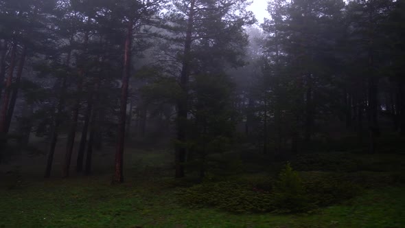 Foggy Forest alt