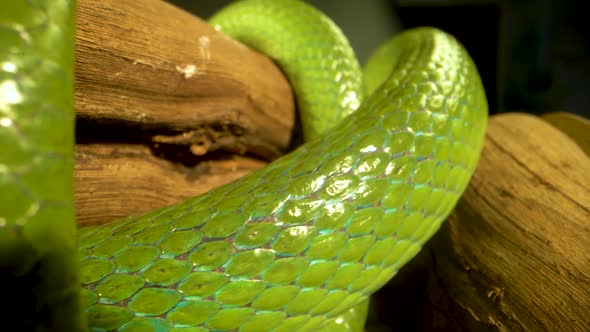 Rhinoceros Ratsnake or Rhynchophis Boulengeri alt