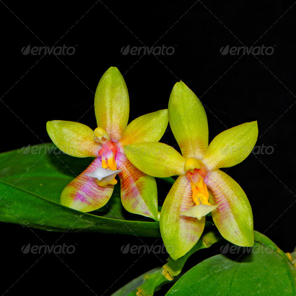 Phalaenopsis hybrid - Stock Photo - Images