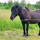 The black horse is eating green grass in the pasture. - VideoHive Item for Sale