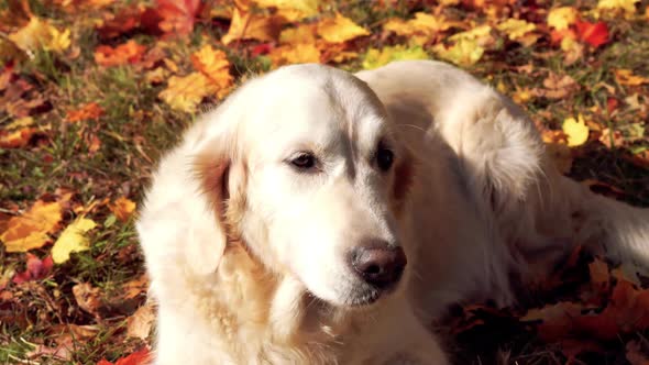 Portrait of a Beautiful Golden Retriever in Fallen Autumn Foliage