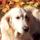 Portrait of a Beautiful Golden Retriever in Fallen Autumn Foliage - VideoHive Item for Sale