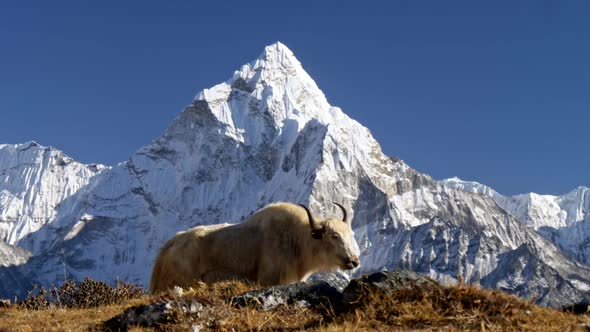 Dozy White Yak Against Snowy Mount Ama Dablam, Himalaya, Nepal. Trek To the Everest Base Camp alt