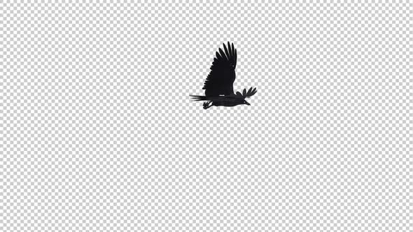 Black Raven - Flying Transition