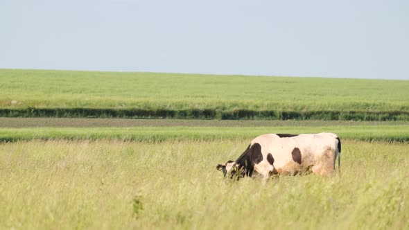 A Black and White Cow Grazes in a Large Grass in the Middle of a Field Meadow on a Sunny Day alt