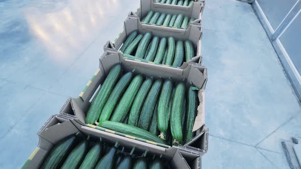 Cultivated Cucumbers in Boxes. Agriculture, Farming, Food Production Concept. alt