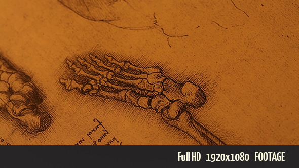 Anatomy Drawings 1 alt