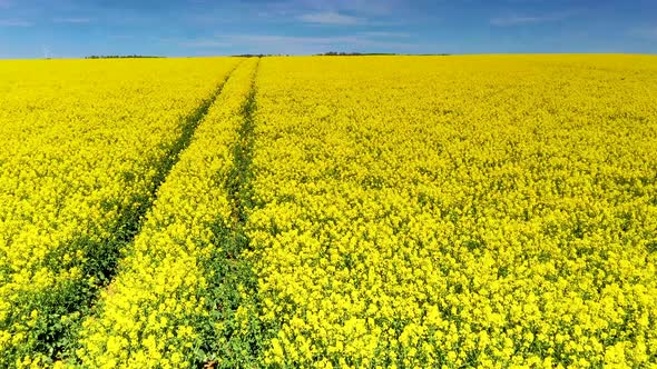 Drone video of flight over blooming and yellow shining rape fields alt