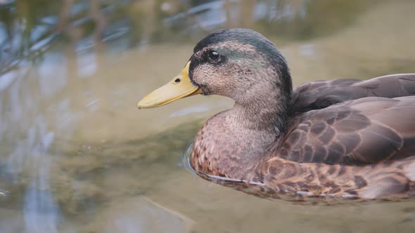 Mallard duck swimming in the pond alt