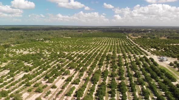  Aerial View Of Orange Grove. Florida Farming. alt