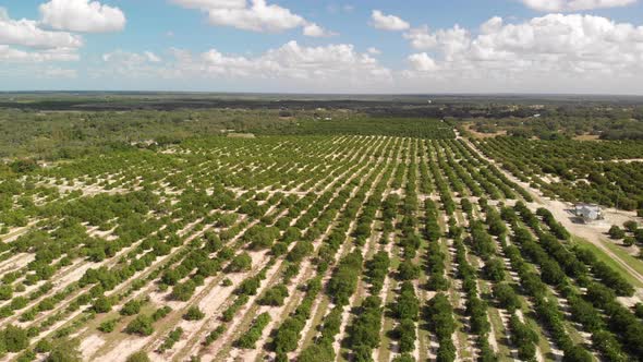  Aerial View Of Orange Grove. Florida Farming.