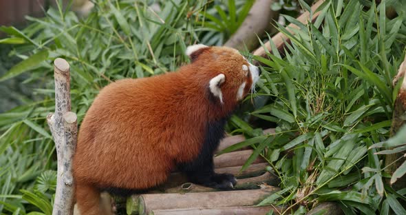 Red panda alt
