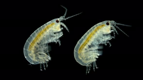 Amphipoda Under the Microscope, Gammaroidea Superfamily, Malacostraca Class. alt