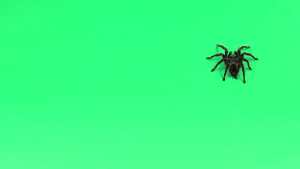 Spider Tarantula in Threatening Position Isolated at Green Screen. Closeup alt