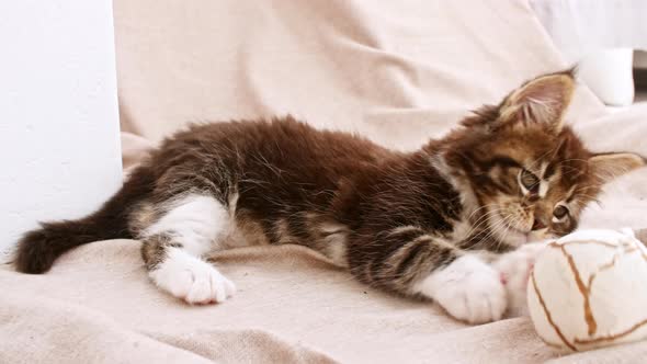 Striped Grey Kitten Play with a Ball alt