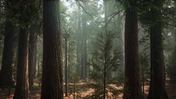 Sunrise in the Sequoias, General Grant Grove, Sequoia National Park ...