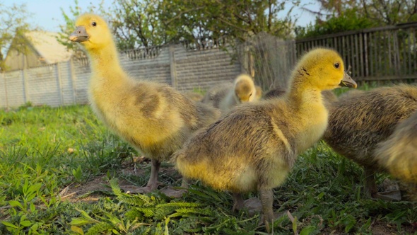 Little goslings eating grass on traditional free range poultry farm alt