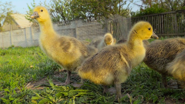 Little goslings eating grass on traditional free range poultry farm