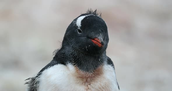 CU Gentoo Penguin (Pygoscelis papua) chick / Cuverville Island, Antarctica