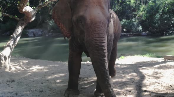 Thailand's Elephant Closeup Portrait Poses on Camera and Waving His Ears and Tail