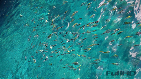Fishes In Caribbean Sea alt
