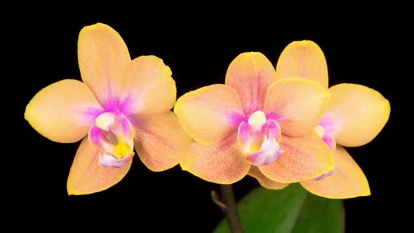 Blooming Orange Orchid Phalaenopsis Flower alt