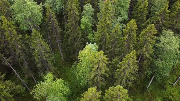 Aerial Top Down View on Forest in the Summer, Drone Shot Flying Over Tree Tops, Nature Background