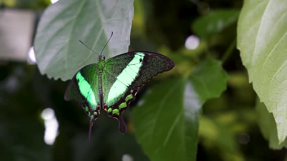 Colorful green butterfly in a tropical garden on a background of green leaves.