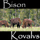 Bison - VideoHive Item for Sale